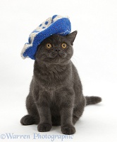 Grey kitten wearing a blue knitted beret hat