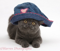 Grey kitten wearing a blue cloth hat