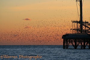 European Starlings flying to roost at sunset