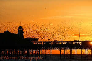 European Starlings flying to roost at sunset
