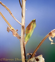 Clouded Yellow pupa