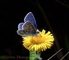 Common Blue Butterfly on fleabane