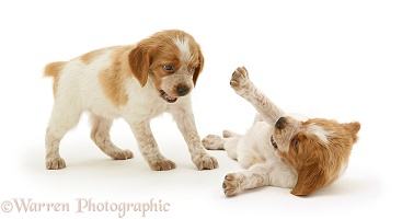 Brittany Spaniel pups, 6 weeks old, playing
