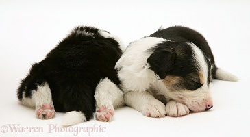 Tricolour Border Collie pups, 5 weeks old, asleep