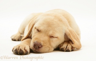 Sleepy Yellow Retriever pup