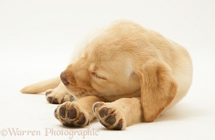 Sleepy Yellow Retriever pup