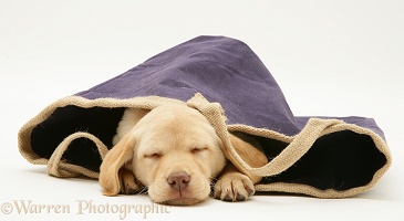 Yellow Retriever pup asleep in a cloth bag