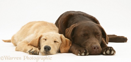 Sleepy Yellow Labradoodle pup and Chocolate Labrador