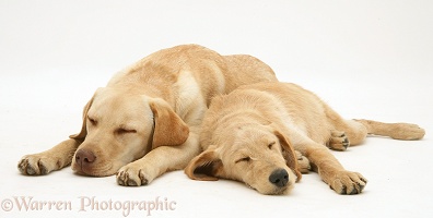 Sleepy Yellow Labradoodle pup and Yellow Labrador