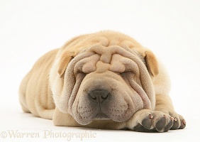Sleepy Shar-pei pup
