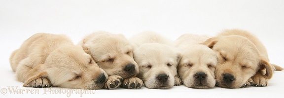 Five sleepy Retriever-cross pups