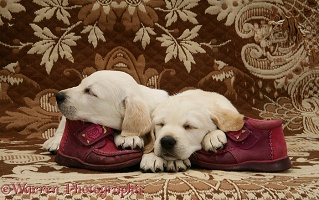 Sleepy Goldador Retriever pups