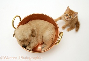 Sleepy Retriever pup in a copper pan and ginger kitten