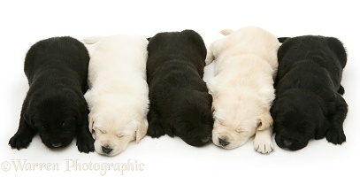 Sleepy black and yellow Goldador Retriever pups