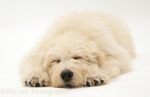Sleepy Cream Labradoodle pup