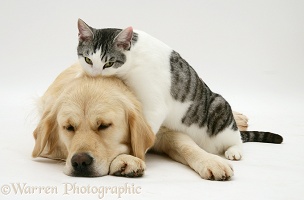 Cat and sleepy Golden Retriever