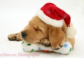 Retriever pup asleep with Santa hat and toy bone