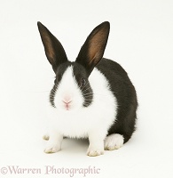 Black-and-white Dutch rabbit