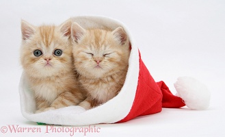 Sleepy Ginger kittens in a Santa hat