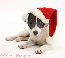 Jack Russell Terrier pup wearing a Santa hat