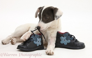 Jack Russell Terrier pup chewing a child's shoe