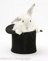 White rabbit in a top hat