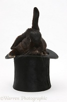 Black rabbit in a top hat
