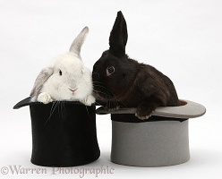 White rabbit and black rabbit in top hats