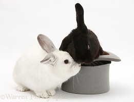 Black rabbit in a top hat with white rabbit