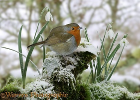 Robin and snowdrops