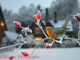 Robin and rose hips