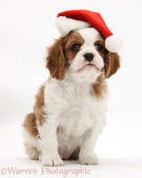 Blenheim Cavalier King Charles pup wearing a Santa hat