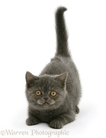 Grey kitten with tail up