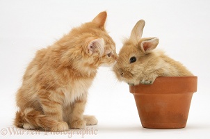 Ginger Maine Coon kitten with rabbit in a flowerpot