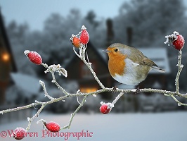 Robin and rose hips