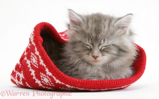 Maine Coon kitten asleep in a Christmas hat