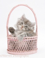 Maine Coon kitten, 7 weeks old, playing in a basket