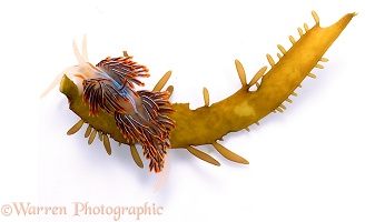Pacific sea slug