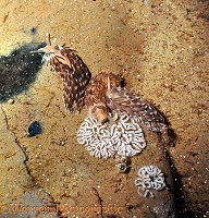 Sea slugs egg-laying