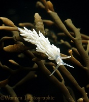 Small white sea slug