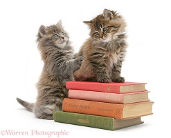 Maine Coon kittens playing on a stack of books