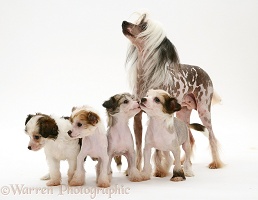 Naked Chinese Crested bitch with her four pups