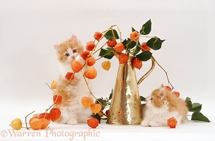 Two kittens with Chinese lanterns