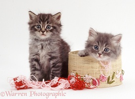 Two kittens with embroidery silks