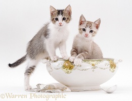 Two kittens in the soup!