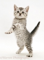 Silver spotted shorthair kitten standing up and reaching out