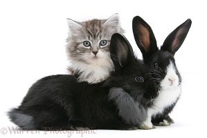 Maine Coon kitten, 8 weeks old, with rabbits