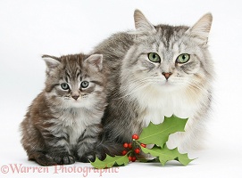 Maine Coon cat and kitten with holly berries