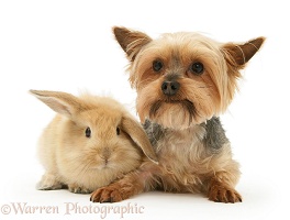 Yorkie and baby sandy Lop bunny