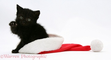 Black kitten in a Santa hat